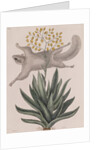 Southern flying squirrel by Mark Catesby