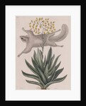 Southern flying squirrel by Mark Catesby