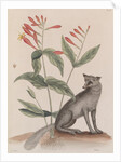 Common gray fox by Mark Catesby