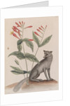 Common gray fox by Mark Catesby