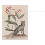 Common gray fox by Mark Catesby