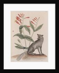 Common gray fox by Mark Catesby