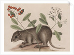Bahamian hutia by Mark Catesby