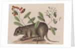 Bahamian hutia by Mark Catesby