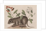 Bahamian hutia by Mark Catesby