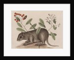 Bahamian hutia by Mark Catesby