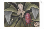 Umbrella magnolia by Mark Catesby