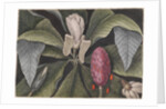Umbrella magnolia by Mark Catesby