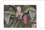 Umbrella magnolia by Mark Catesby