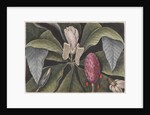 Umbrella magnolia by Mark Catesby