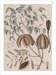 African mahogany by Mark Catesby