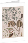 African mahogany by Mark Catesby