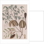 African mahogany by Mark Catesby