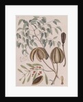 African mahogany by Mark Catesby