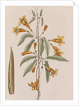 Cross vine by Mark Catesby