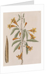 Cross vine by Mark Catesby
