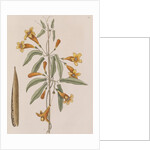 Cross vine by Mark Catesby