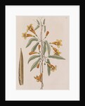 Cross vine by Mark Catesby