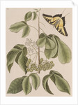 Common hoptree and tiger swallowtail by Mark Catesby