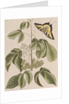 Common hoptree and tiger swallowtail by Mark Catesby