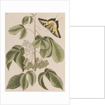 Common hoptree and tiger swallowtail by Mark Catesby