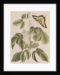Common hoptree and tiger swallowtail by Mark Catesby