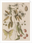 Scentless mock orange, mountain laurel and luna  moth by Mark Catesby
