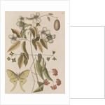 Scentless mock orange, mountain laurel and luna  moth by Mark Catesby