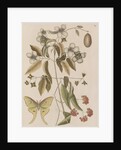 Scentless mock orange, mountain laurel and luna  moth by Mark Catesby