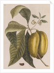 American pawpaw by Mark Catesby