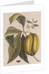 American pawpaw by Mark Catesby