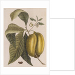 American pawpaw by Mark Catesby