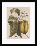 American pawpaw by Mark Catesby