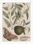 Custard apple tree and cecropia moth by Mark Catesby