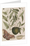 Custard apple tree and cecropia moth by Mark Catesby