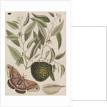 Custard apple tree and cecropia moth by Mark Catesby