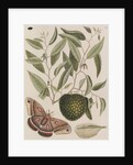 Custard apple tree and cecropia moth by Mark Catesby