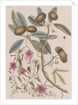 Wild dilly and wild potato by Mark Catesby