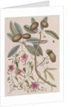 Wild dilly and wild potato by Mark Catesby