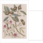Wild dilly and wild potato by Mark Catesby
