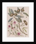 Wild dilly and wild potato by Mark Catesby