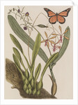 Clamshell orchid and monarch butterfly by Mark Catesby