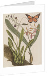 Clamshell orchid and monarch butterfly by Mark Catesby