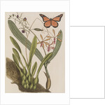 Clamshell orchid and monarch butterfly by Mark Catesby