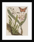 Clamshell orchid and monarch butterfly by Mark Catesby