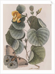 Beach hibiscus and Polyphemus moth by Mark Catesby