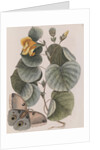 Beach hibiscus and Polyphemus moth by Mark Catesby