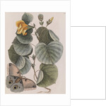 Beach hibiscus and Polyphemus moth by Mark Catesby