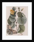 Beach hibiscus and Polyphemus moth by Mark Catesby