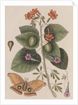 Scarlet cordia, morning glory and Polyphemus moth by Mark Catesby